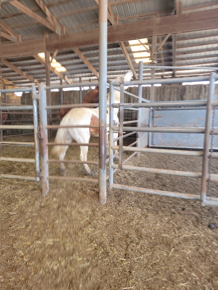 Horse sale I alway want ,there is so many beautiful animals, I pray they get good homes ,this is registered sale no kill pens .