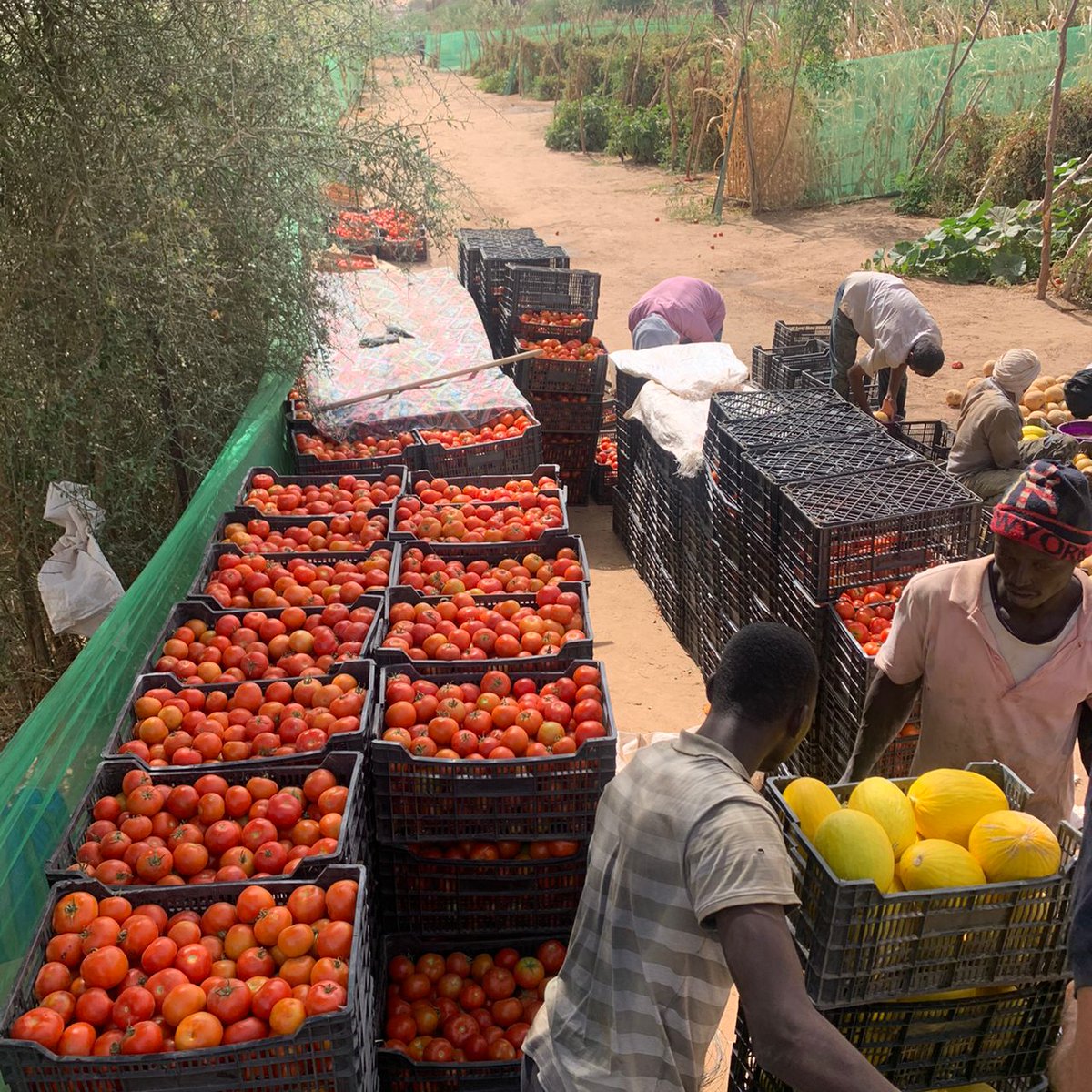 Prodefi_Mr's tweet photo. La théorie du changement de #PRODEFI en marche. En l'occurrence #4P. Une production importante en Pastèques, melons et tomates au niveau de la #SMCF
#IFAD
#ASAP
#ODD2030 https://t.co/zxn9buBjcz