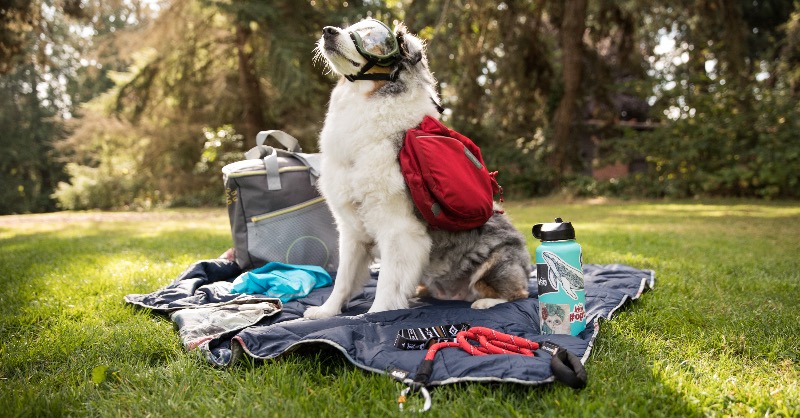 REI's tweet photo. Your doggo deserves good gear, too.
