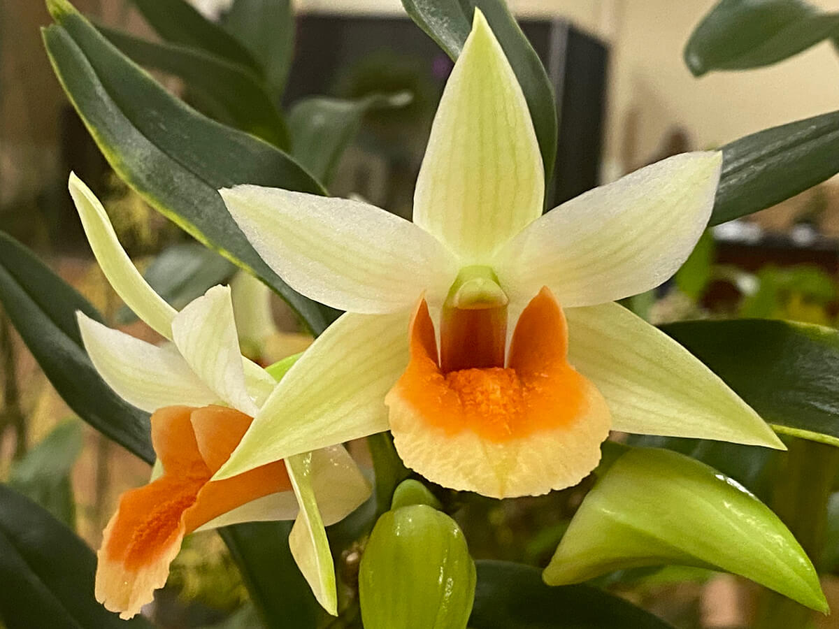 SDOrchids's tweet photo. Just a sampling of orchids on display at last weekend's Orchid Magic International Show and Sale hosted by San Diego County Orchid Society #orchids #flowers #sandiego https://t.co/Ipbk5Y6FF9