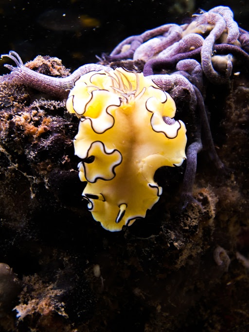 MissionBlue's tweet photo. Nudi-Tuesday at the Kep Archipelago Hope Spot. #HopeSpots

Photos provided by @NGO_MCCcambodia https://t.co/42jmhbpoTq