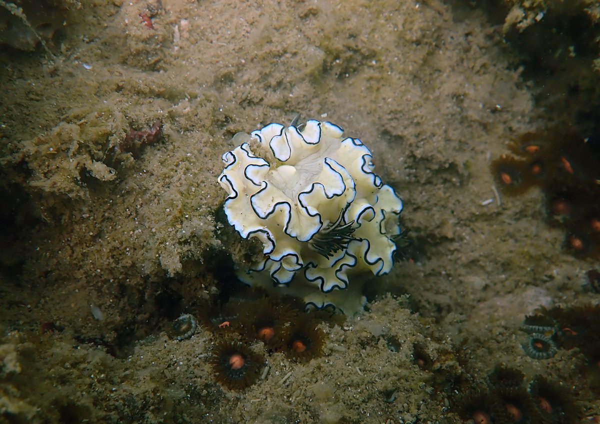MissionBlue's tweet photo. Nudi-Tuesday at the Kep Archipelago Hope Spot. #HopeSpots

Photos provided by @NGO_MCCcambodia https://t.co/42jmhbpoTq