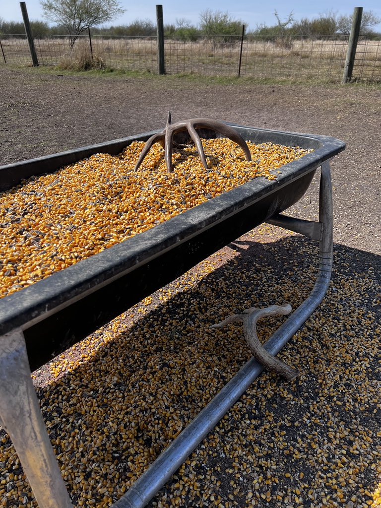 That’s as easy as shed hunting gets!! #bigtine #shedhunting #whitetail <a href="/big_tiner/">Big Tine Official</a>