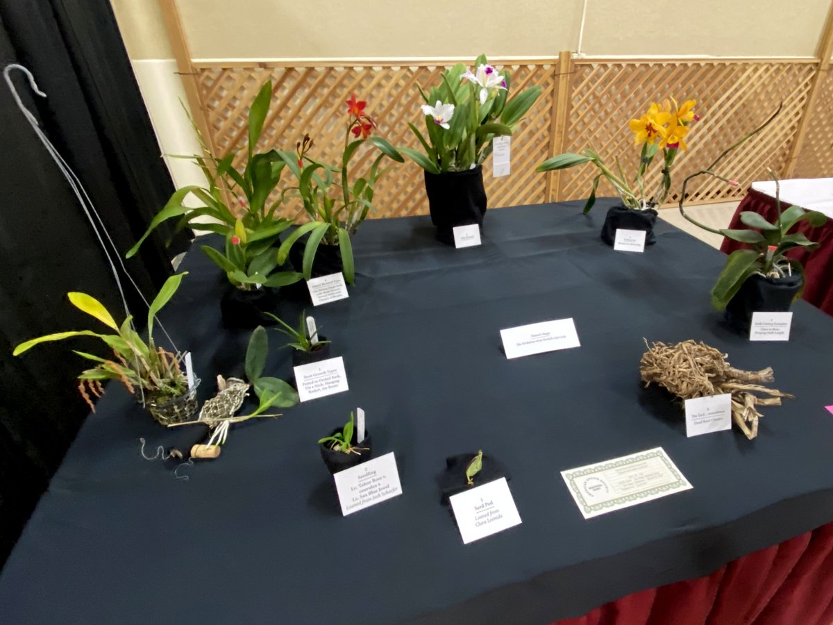 SDOrchids's tweet photo. The evolution of an orchid's life cycle https://t.co/BMb8mK7Qul