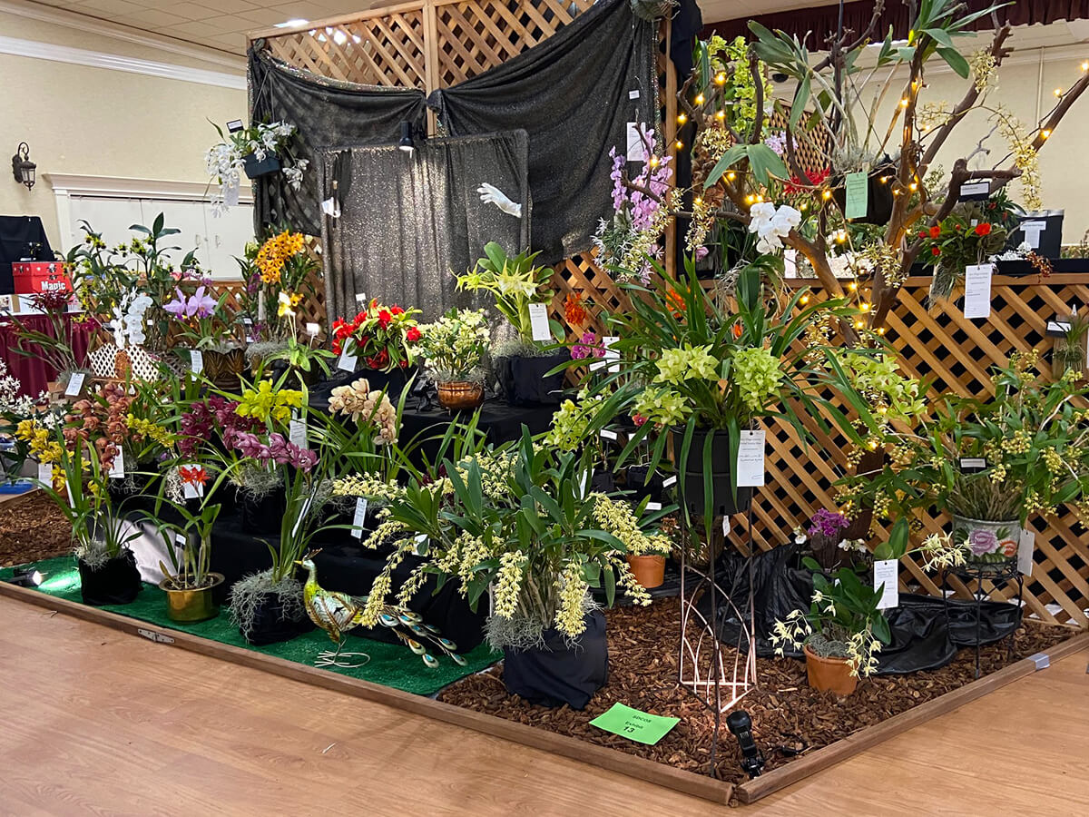 SDOrchids's tweet photo. A peek at glorious exhibits during last weekend's Orchid Magic International Show and Sale hosted by San Diego County Orchid Society https://t.co/dx9Pyo45t5 #orchids #orchidshow #sandiego https://t.co/LQrKM8jQkE