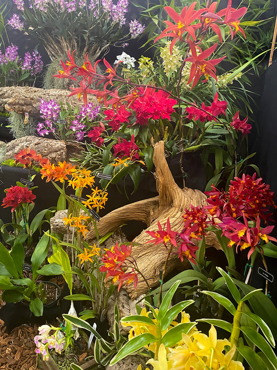 SDOrchids's tweet photo. A peek at glorious exhibits during last weekend's Orchid Magic International Show and Sale hosted by San Diego County Orchid Society https://t.co/dx9Pyo45t5 #orchids #orchidshow #sandiego https://t.co/LQrKM8jQkE