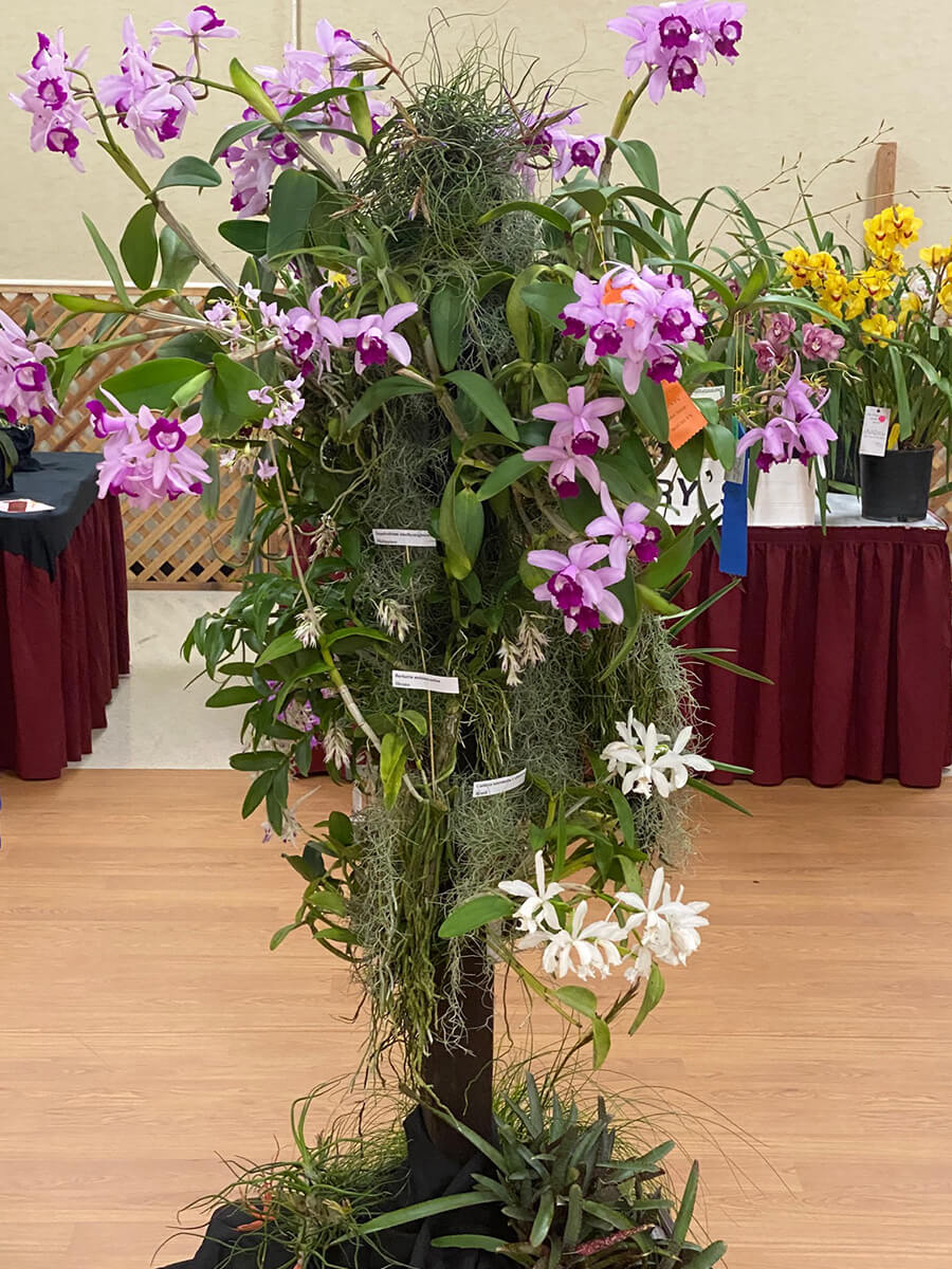 SDOrchids's tweet photo. A peek at glorious exhibits during last weekend's Orchid Magic International Show and Sale hosted by San Diego County Orchid Society https://t.co/dx9Pyo45t5 #orchids #orchidshow #sandiego https://t.co/LQrKM8jQkE