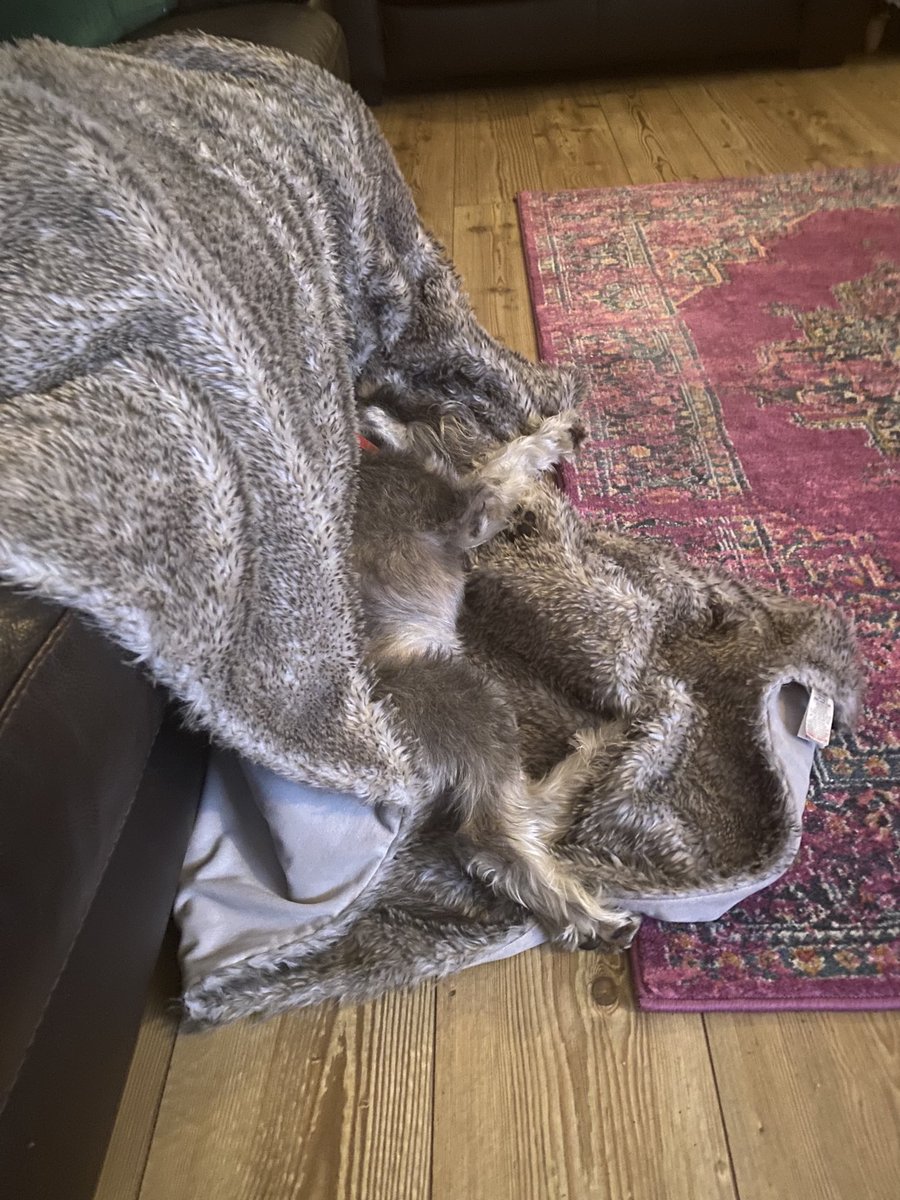 MrsGingerLawyer's tweet image. #SpotTheSchnauzer #EasyLevel