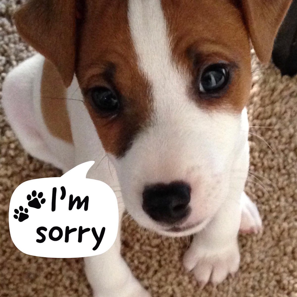 Dear podcast fans, my humans are very sorry today’s episode is late. They assure me it’s extra special and will be worth the wait. I’ll be bribing them with bacon treats to get it done ASAP as possible! 🐾🐶 Carson
🎧➡️ jackrussellparents.com/listen
#jackrussellparents #jrtpodcast