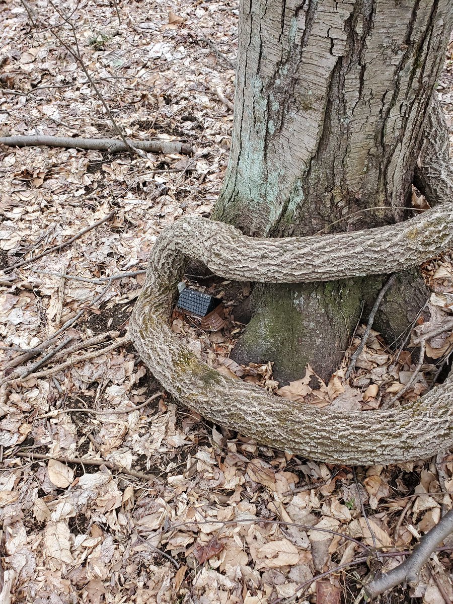 Trystan Blank tweet media