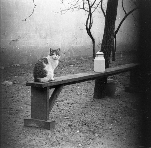 doctorow's tweet photo. Cat on bench, 1973. From the Budapest Municipal Photography Company archive.  https://t.co/pTTZ5NY2fp https://t.co/dWttyA33TZ