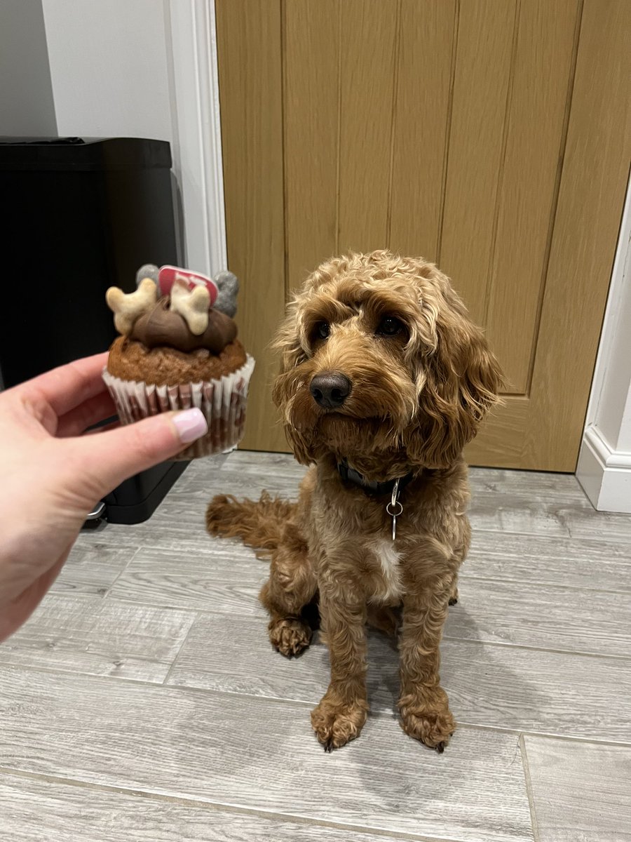 Bethhhtaylor's tweet photo. @OfficialPLT #PLTpet @OfficialPLT our beautiful Barney 💘 https://t.co/bAqYygHXG8