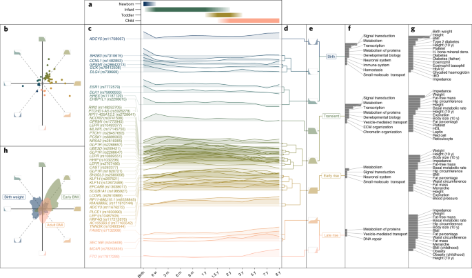 NatMetabolism's tweet photo. Online now! Characterization of the genetic architecture of infant and early childhood body mass index https://t.co/DIEQPU2Btw https://t.co/SQUibqwTHW