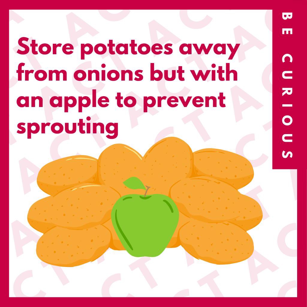 Curious.Earth 🌍 on Twitter "🥔 Store potatoes in a dark place, away from onions but with an