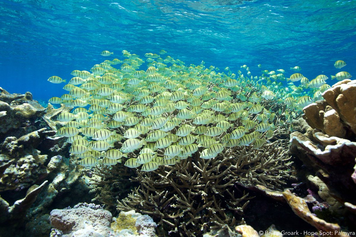“The single non-negotiable thing life requires is water.” <a href="/SylviaEarle/">Sylvia A. Earle</a> #WorldWaterDay

Photo by Bryce Groark from the Palmyra Atoll Hope Spot
