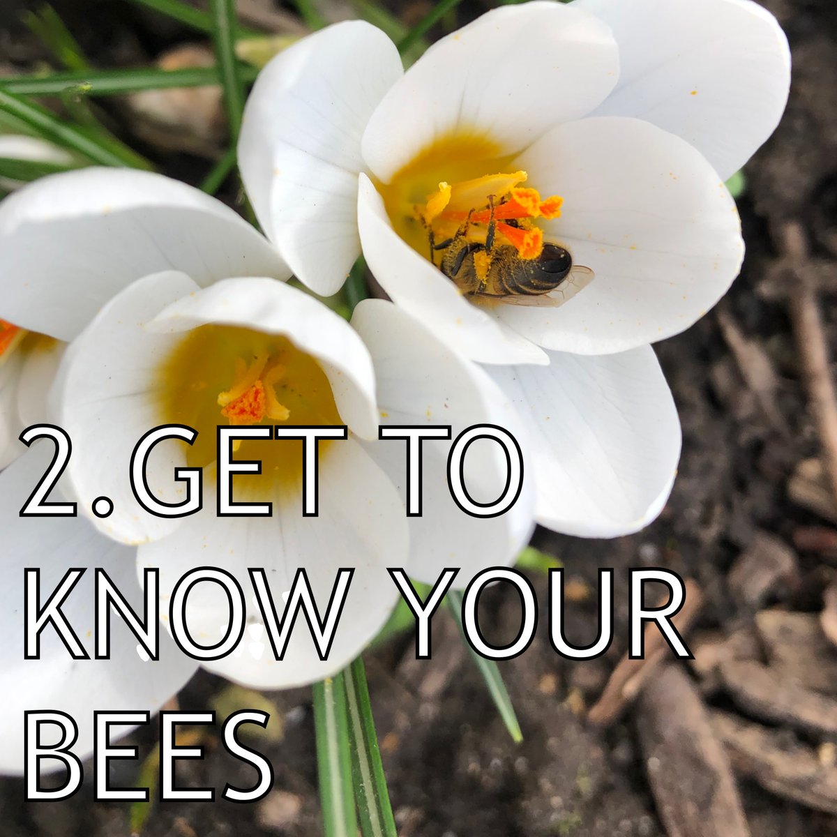 2. Get to know your bees

Did you know there are over 200 species of bees in the UK?

Check out this bee identification guide and see how many types of bees you can spot:
tinyurl.com/mrywym2e

Interesting in learning more about bees? Volunteer with us: linktr.ee/buzzwork_ah