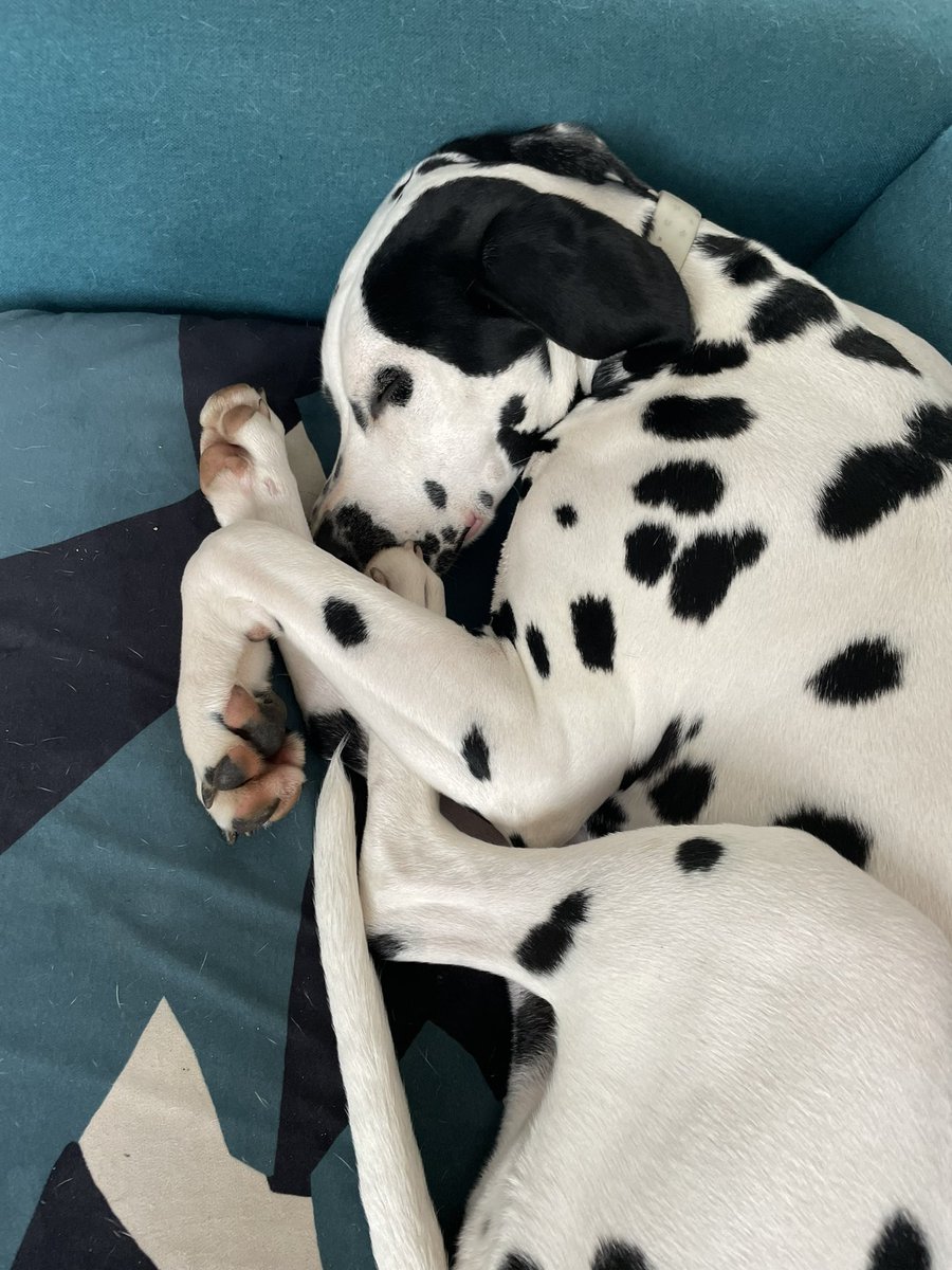 MagCanut tweet media