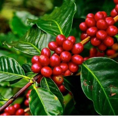 CoffeeHoneyCoop's tweet photo. 95% of Uganda's coffee production is by smallholder farmers with an average plot size of less than one acre. But what makes #Arabica Coffee unique is growing in highest altitudes in the world & growing under #Shade #trees
#savetheplanet #standfortree
#forestday2022
#forestday https://t.co/sQd1KzdGxi