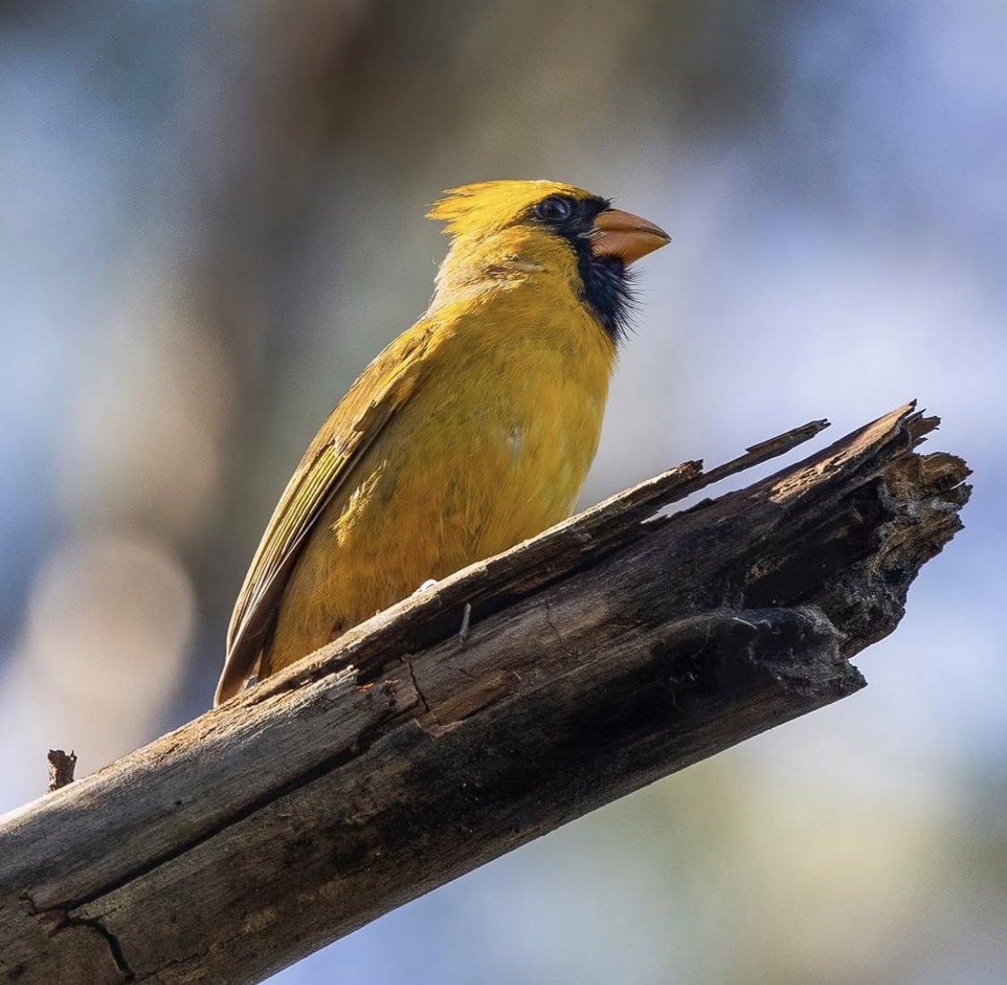 ERGatorUF's tweet photo. One in a million mutation has to occur to make this Cardinal yellow (c) GDP 2022. @CanonUSApro @CanonUSA #birdphotography #canonmirrorless #yellowcardinal #birds https://t.co/r3zqU4sgop