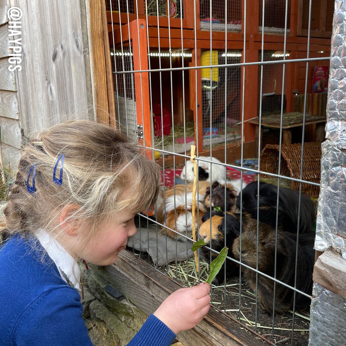haypigs's tweet photo. Feeding time at the pig shed door… 🐹🐹🐹🐹🐹❤️ #letmeatit #nomnomnom #hungrypiggies #guineapig #cuteness #guineapigsofinstagram #precious https://t.co/eoVv4Ho6dF