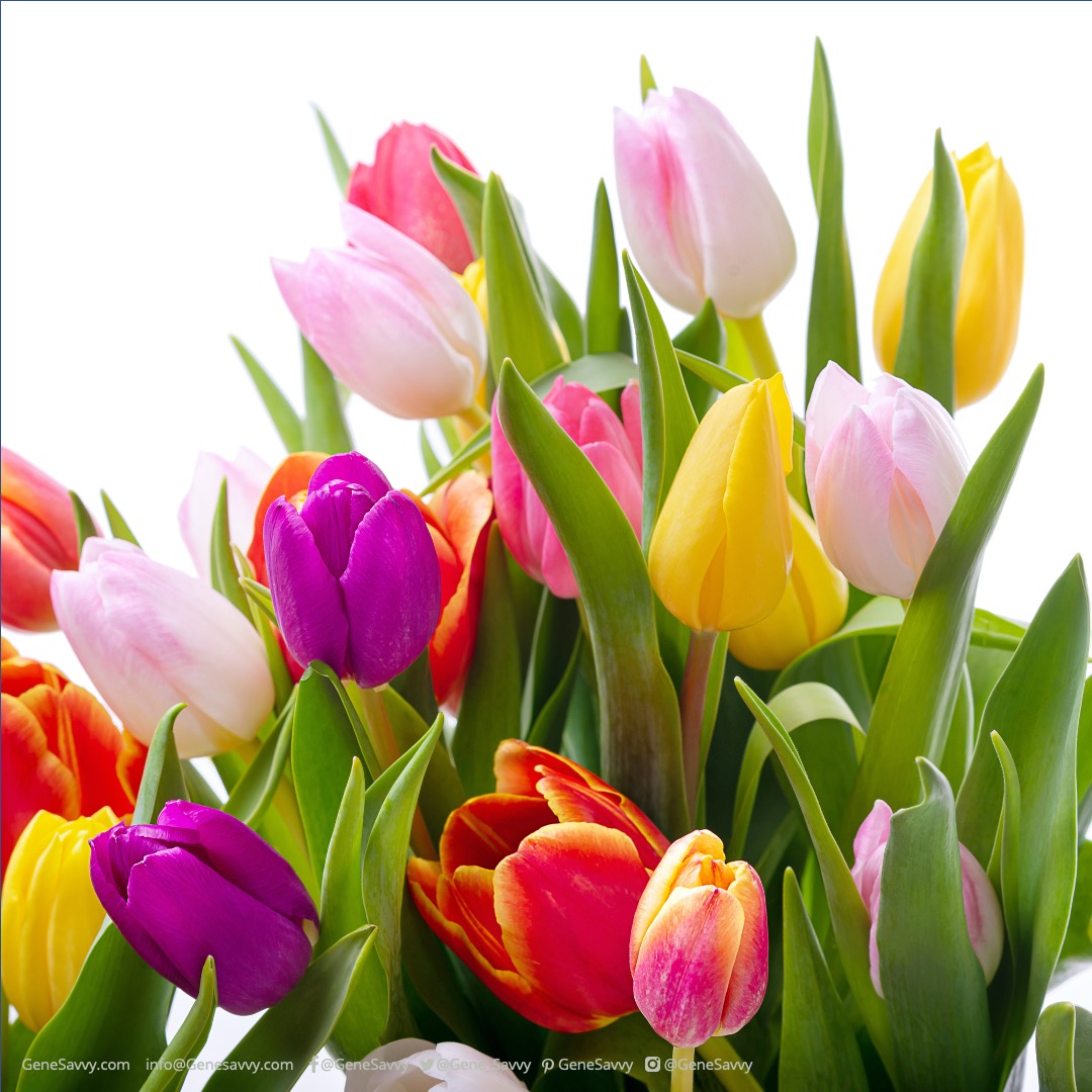 Gene_Savvy's tweet photo. For some individuals, Spring = Allergy Season. Did you know that genetics play a huge role in allergic response? That's why GeneSavvy takes your unique genetic data and enriches it with environmental interactions to give the most in-depth insights into your personal health. https://t.co/MwVDR3XwJm