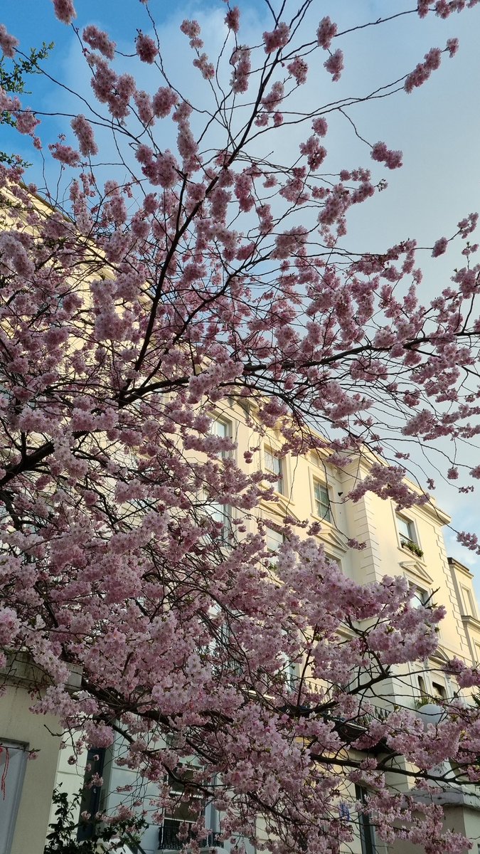 simplyrasha's tweet photo. London in bloom 🌸

My favourite time of the year! https://t.co/RziEhkHvuq