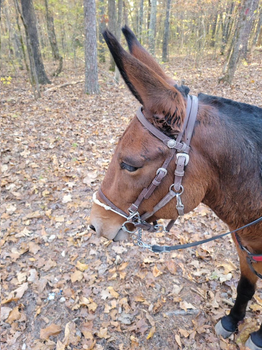Grant ,the stubborn mule ,