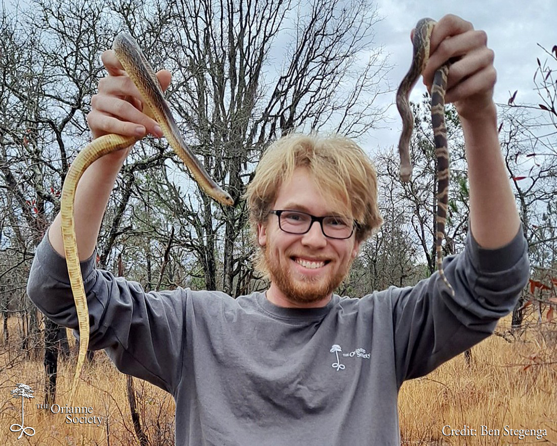 OrianneSociety's tweet photo. On Science of Scales this month, Technician Highlight: Kevin Hutcheson, Surveying for Rare Snakes. Read about Kevin's experience this season:
https://t.co/o0k2ujsHDd
#Orianne #HoustonChandler #ScienceofScales #herpetology #herps #reptiles #snakes #indigosnakes #pinesnakes https://t.co/BQxAEVk4fF