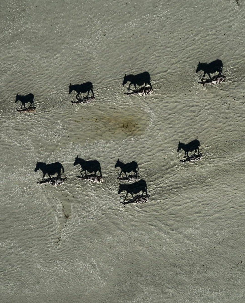 National Geographic Picture of The Year. Black images are shadows of zebras. Zoom in and you will see zebras.