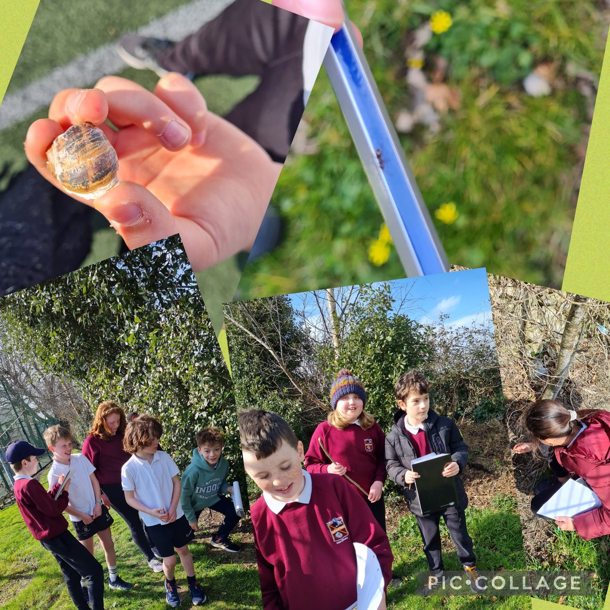 RangMsharrison's tweet photo. Lovely day for exploring our local #habitat #garden @kinvarans 
🐛🦋🐌🐝🐞🕷🦠🪰 https://t.co/nhHytaSqvw