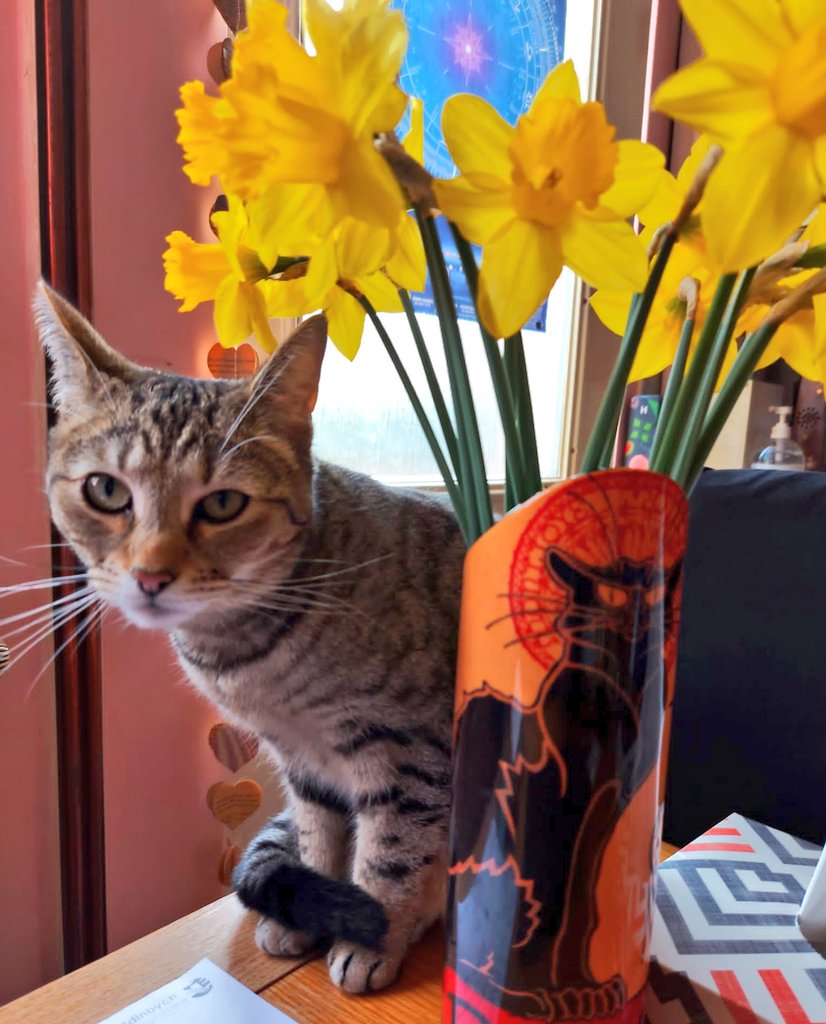 Cleoyogacat's tweet photo. Monsieur Chat Noir and I offer some Spring flowers to you all, dear #CatsOfTwitter ๐
Happy Monday โค https://t.co/QechdpCD5W