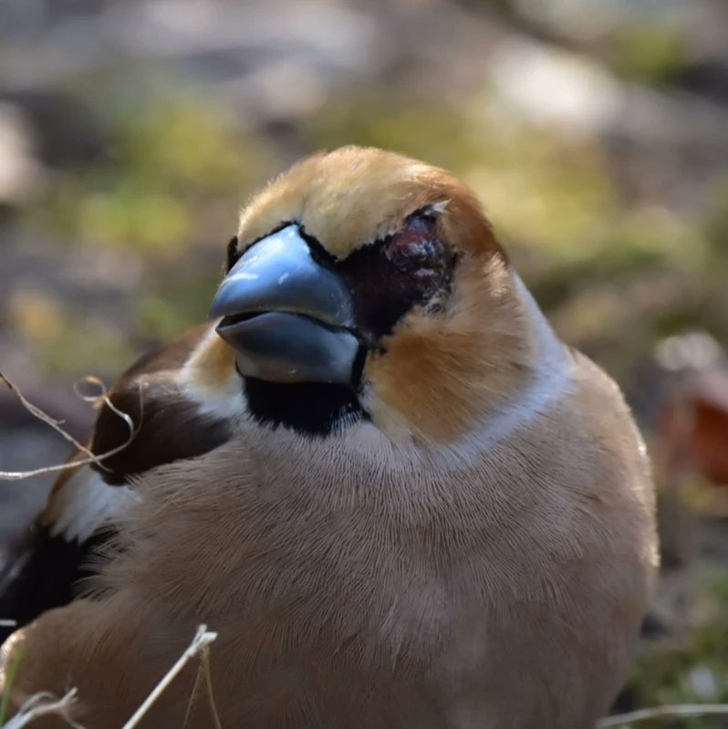 Wachten op de #dierenambulance #Ede , appelvink is blindevink geworden