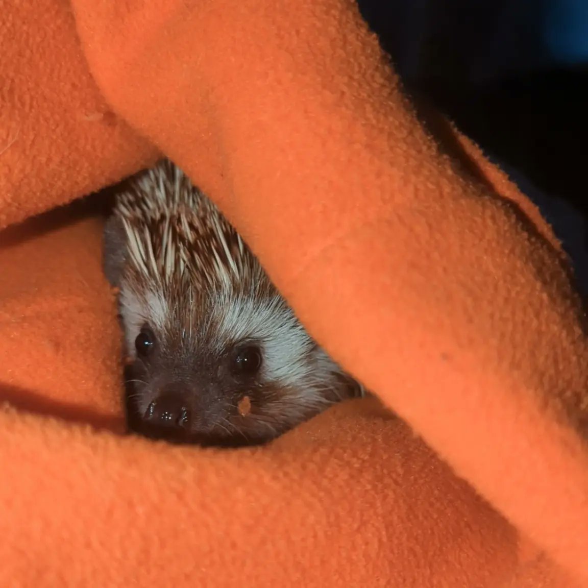 loganjm2's tweet image. Don't let this cute face fool you he was in the process of hissing/cussing me out for no damn reason (I wouldn't let him eat my finger 🙃🤦🏾‍♀️)! I still love him tho! 🥰 #hedgiemom #hedgehogsoftwitter #sirpadfootblackiii