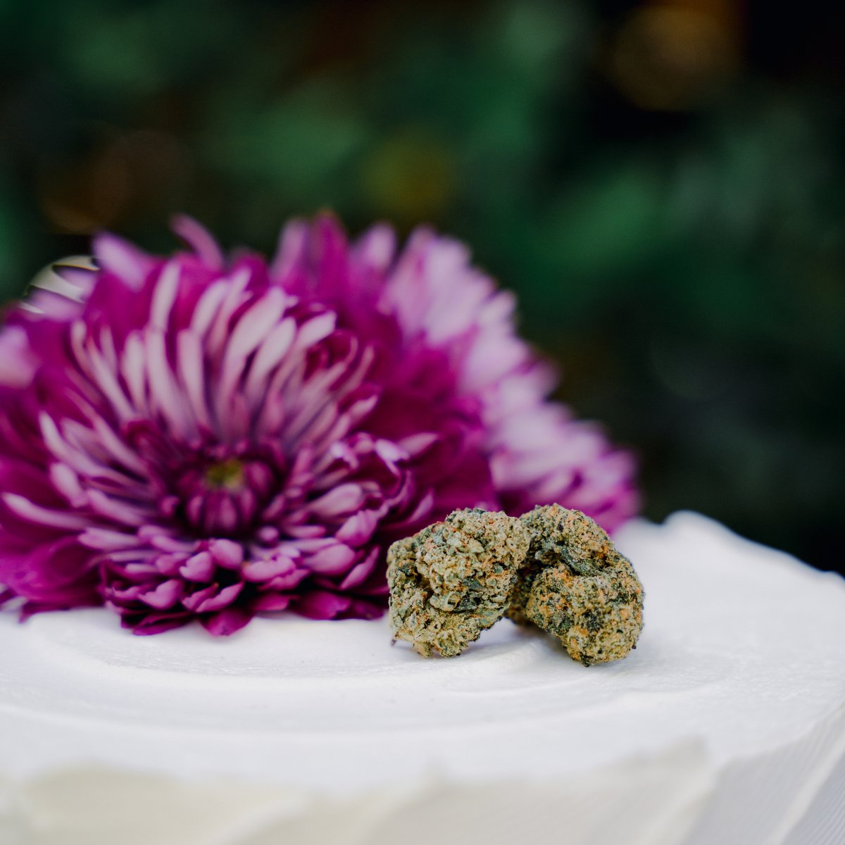 _THCDesign's tweet image. Wedding cake dream. 🍰🌿Wedding Cake is an Indica-dominant hybrid cross of Girl Scout Cookies and Cherry Pie. Its odor has a hint of vanilla but it has a tart, creamy flavor with an earthy, peppery finish. It  offers hazy, relaxed, euphoric effects. #THCDesign #PerfectNowForever