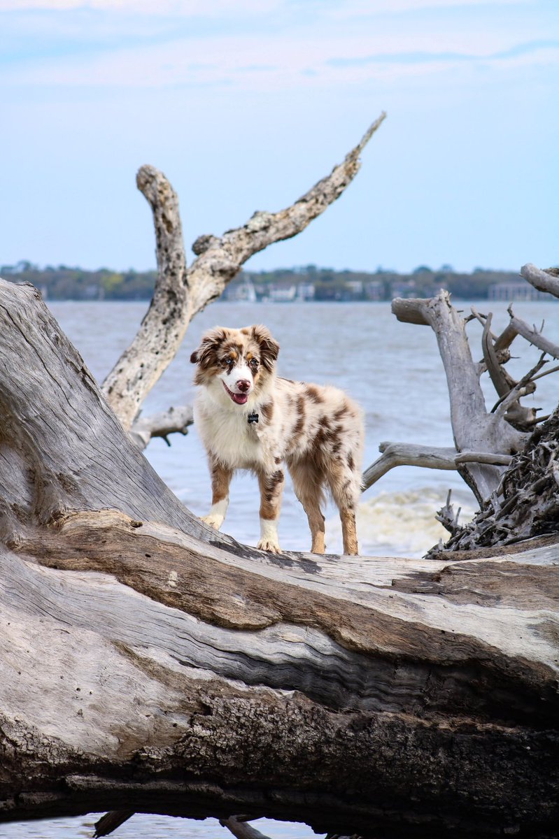 Anyone else still feeling really discouraged about IG? I swear I watch all of these accounts gaining hundreds of followers a day doing the same things I’m doing and I barely get 1-2 followers a day if I’m lucky🥲 #twitterdogcommunity #dogsoftwitter