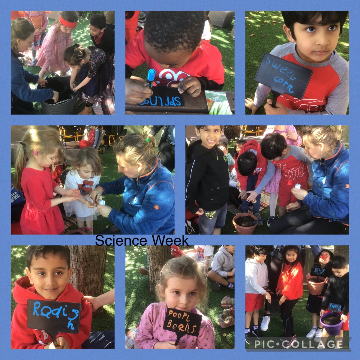 Reception@fircroft.family (@r_fircroft) on Twitter photo The Grand Finale of #BritishScienceWeek was a special session in our beautiful Garden Hub with Beata, our resident expert gardener. We were busy bees filling pots, planting seeds, and writing labels. We can’t wait to see the fruits (and vegetables!) of our labour. <a href="/fircroftSW17/">Fircroft Primary</a> The Grand Finale of #BritishScienceWeek was a special session in our beautiful Garden Hub with Beata, our resident expert gardener. We were busy bees filling pots, planting seeds, and writing labels. We can’t wait to see the fruits (and vegetables!) of our labour. <a href="/fircroftSW17/">Fircroft Primary</a>