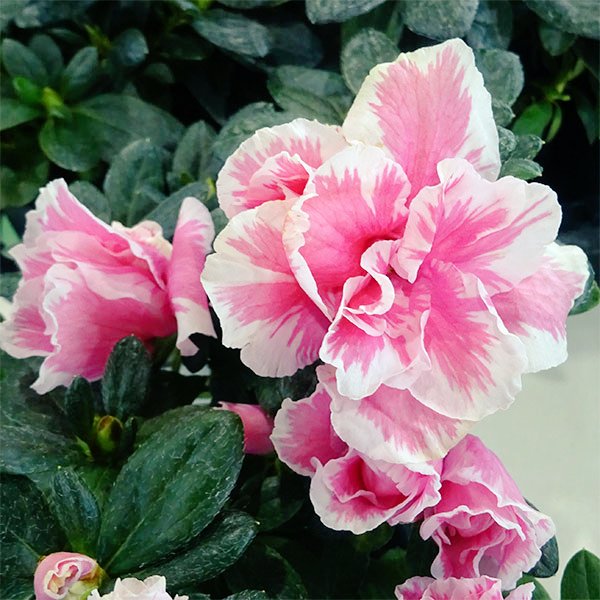 アザレアのtwitterイラスト検索結果 古い順