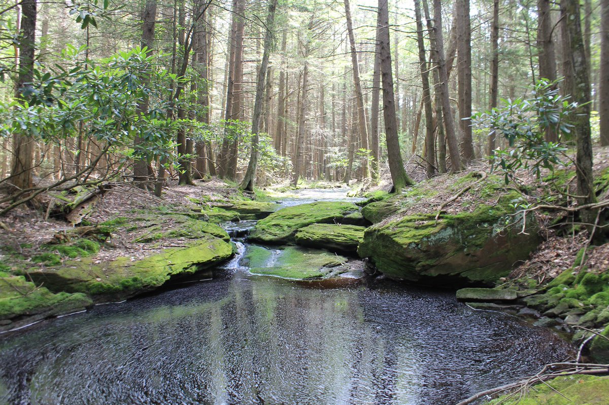 The NYS Conservation Partnership Program has helped OCLT conserve important watershed lands, including this 99-acre forest in the Neversink River watershed. Supporting the #NYEnviroFund and increasing NYSCPP funding will help advance crucial projects like this!