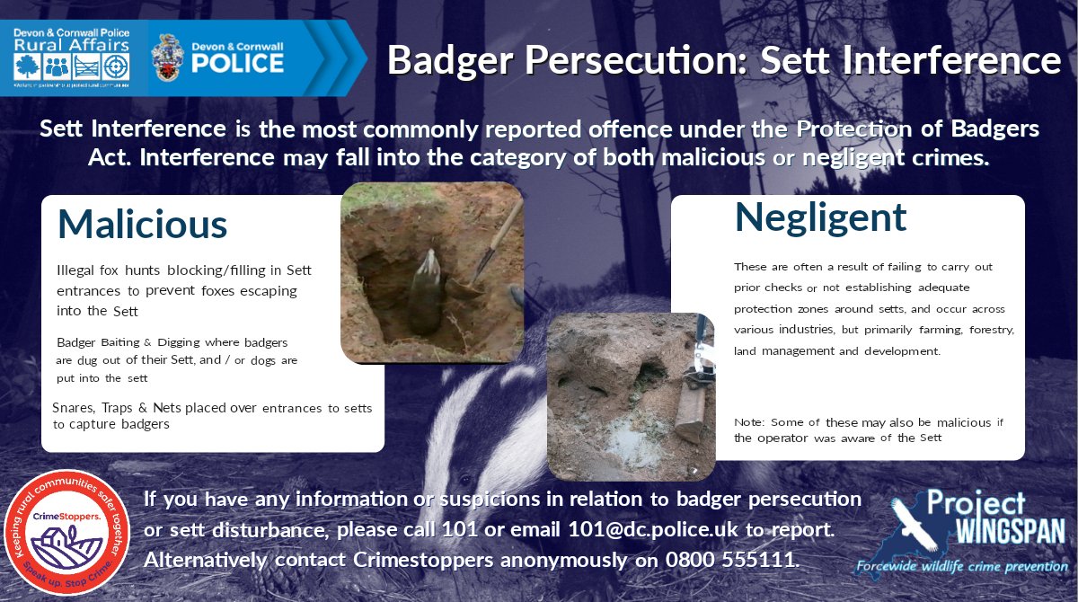 Sett interference is the most commonly reported form of #Badger Persecution, and may fall broadly into two categories: malicious &amp; negligent. Over the next few days we will signpost to advice to #prevent negligent incidents &amp; highlight signs of #BadgerCrime🦡
#ProjectWingspan
