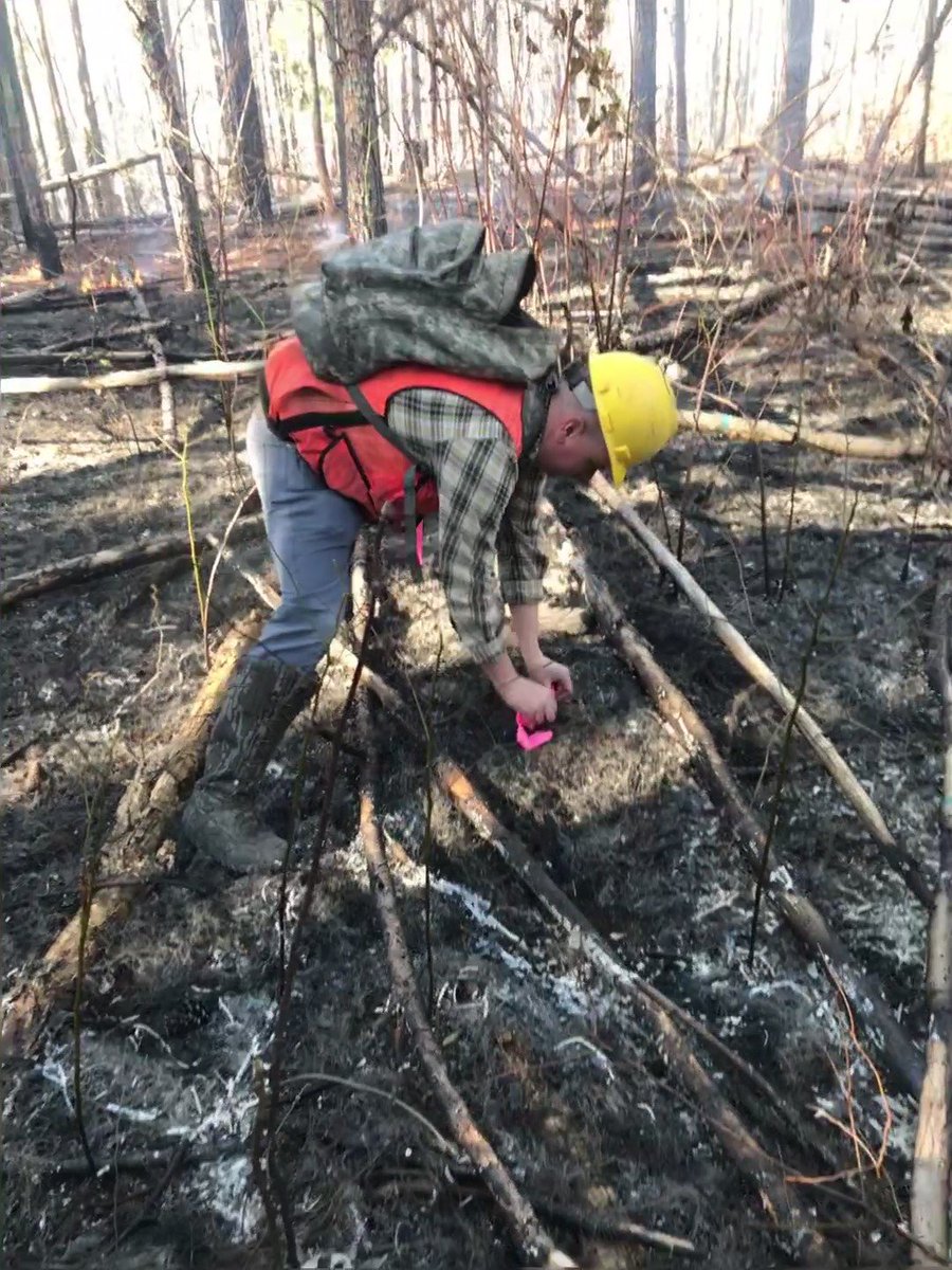 usfs_srs's tweet photo. The Bankhead National Forest in #Alabama & SRS are partners on a study – the team is analyzing data from over 90 #RxFires!
Pictured is Matt Zirbel collecting data after a fire. Learn more about the project: https://t.co/Tunl3FC07T #GoodFire @USFSRegion8 https://t.co/EgjZ0z0luA