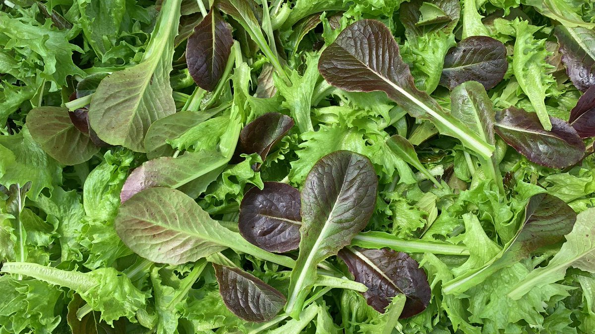 CommonMkt's tweet image. Start of spring, start of something fresh at @CamdenSchools! The district received the first of many Jersey-sourced food deliveries today as part of a pilot that incentivizes the purchases of local foods that support #schoolmealprograms. 

More details: bit.ly/3IscObO