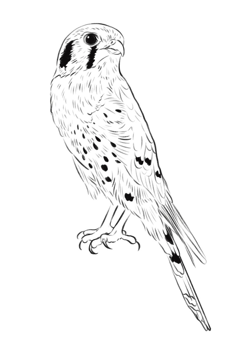 haven't had the time to draw much personal art in the last few weeks but thought I would share a kestrel I sketched out today to warm up for client work ✨ 