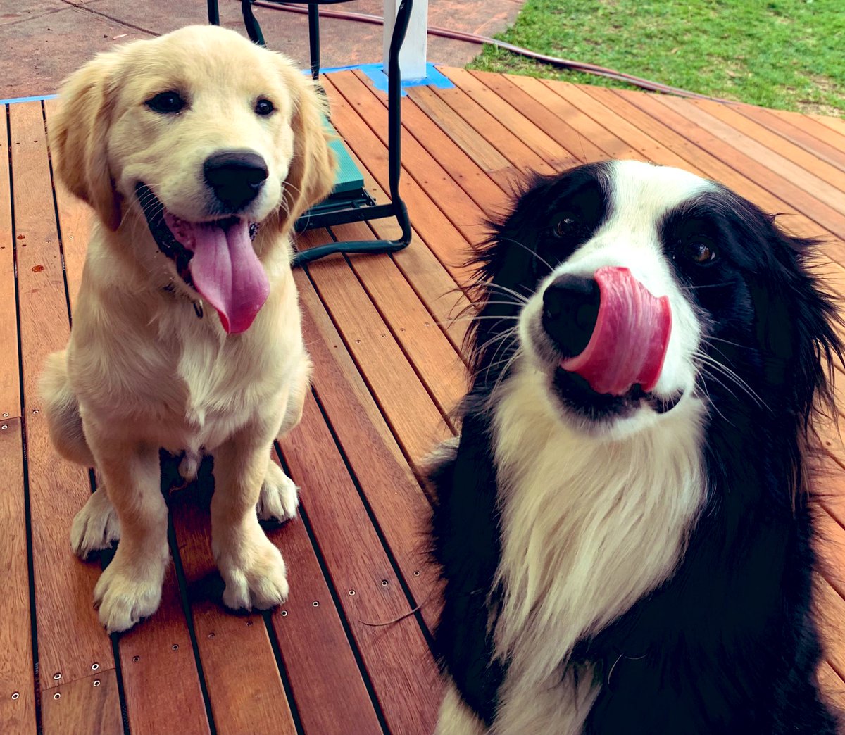 Now she is just showing off!!! #tonguesout #tonguesouttuesday #playmates #DogsofTwittter #GoldenRetrievers #Bordercollie