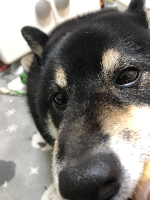 犬好き 高画質 のtwitterイラスト検索結果 古い順