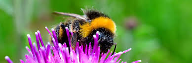 ojibeehoney's tweet photo. New in 2022! Have you always wanted to #savethebees? @ojibeehoney might be able to help.  To learn more, click on the link and scroll down to #buyabeepod!  https://t.co/ui4yRzvO6p https://t.co/czFEwLgxcx