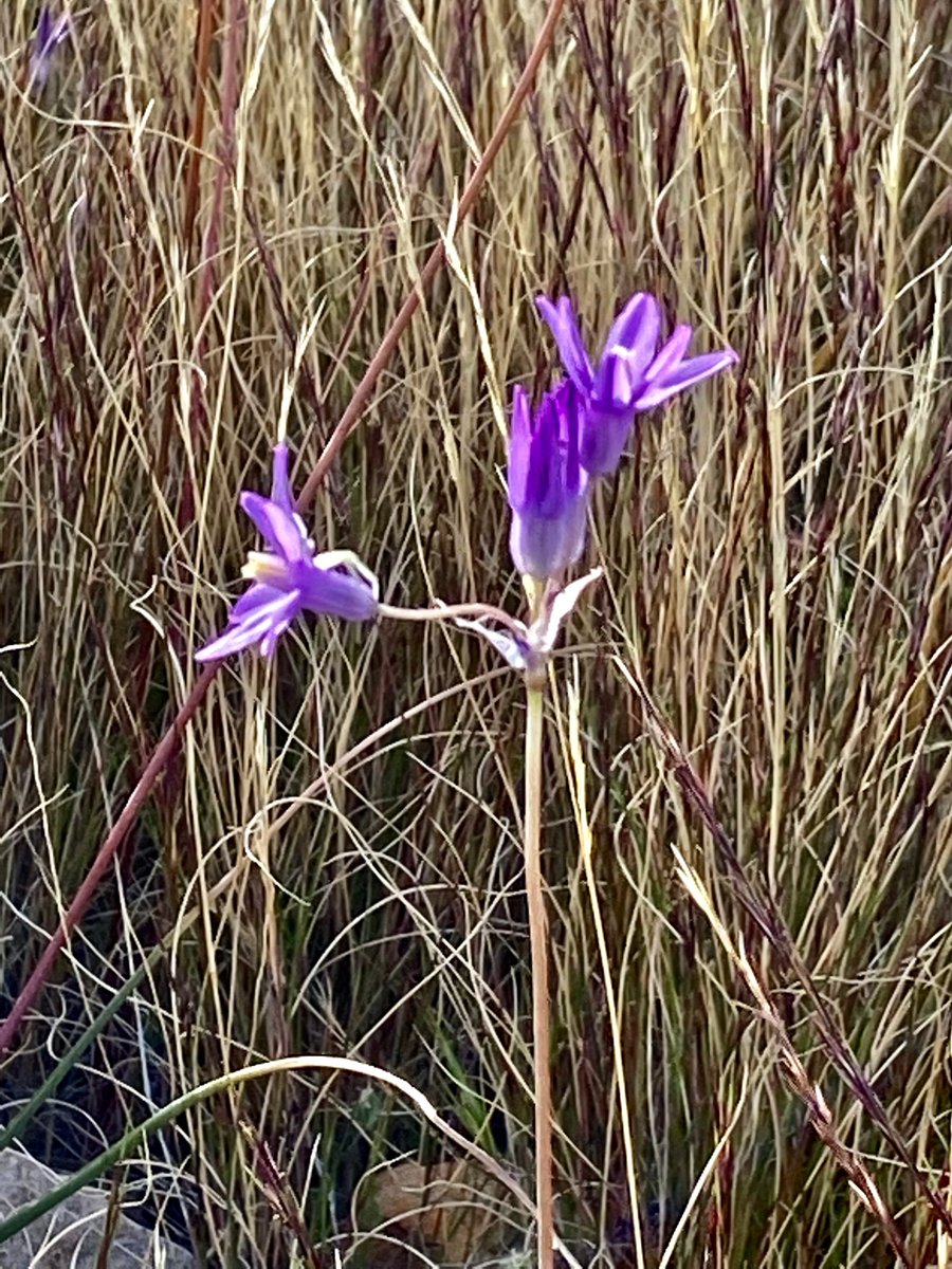 VISTAmagazineSW's tweet photo. Spring flowers are out along the Fountain Overlook Trail in Fountain Hills, AZ. https://t.co/fDui91WpZi