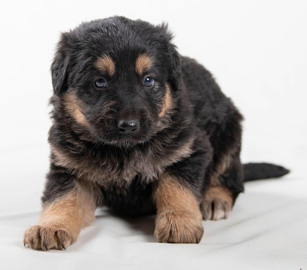 vidaconperros's tweet photo. TIANA  tiene algo menos de 2 meses, miembro de una camada numerosa por una Asociacion amiga, "presuntamente" parecen ser de medianos a grandes.
Es chica, vacunada y desparasitada.
Si deseas adoptarle escribirnos a vidaconperros@hotmail.com (no por mensajes directos, comentarios) https://t.co/BRbgCAsSLl