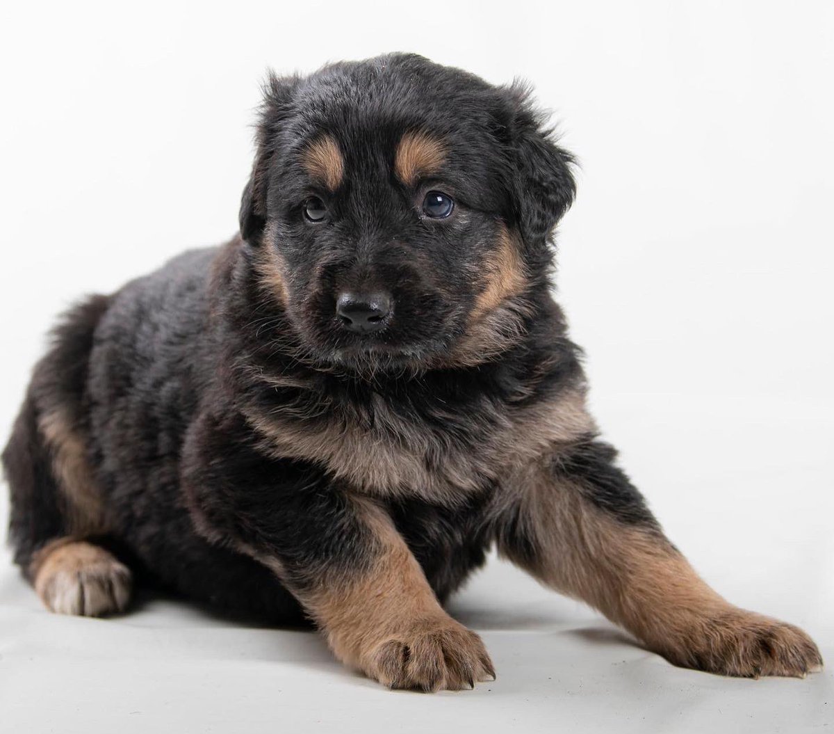 vidaconperros's tweet photo. TIANA  tiene algo menos de 2 meses, miembro de una camada numerosa por una Asociacion amiga, "presuntamente" parecen ser de medianos a grandes.
Es chica, vacunada y desparasitada.
Si deseas adoptarle escribirnos a vidaconperros@hotmail.com (no por mensajes directos, comentarios) https://t.co/BRbgCAsSLl