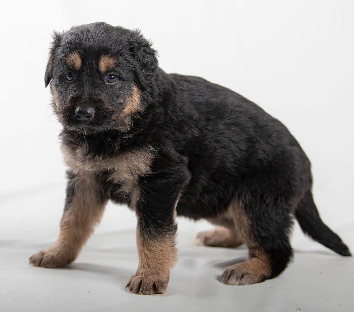 vidaconperros's tweet photo. TIANA  tiene algo menos de 2 meses, miembro de una camada numerosa por una Asociacion amiga, "presuntamente" parecen ser de medianos a grandes.
Es chica, vacunada y desparasitada.
Si deseas adoptarle escribirnos a vidaconperros@hotmail.com (no por mensajes directos, comentarios) https://t.co/BRbgCAsSLl