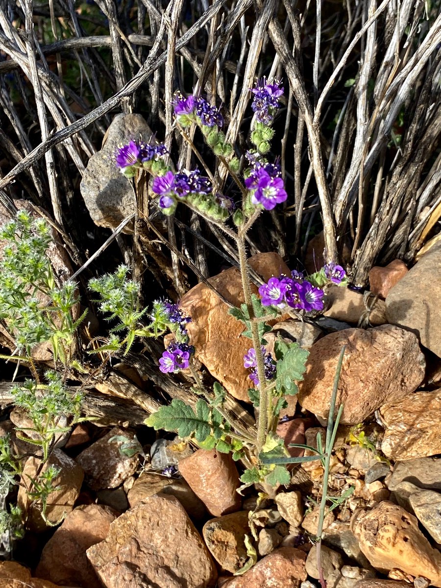 VISTAmagazineSW's tweet photo. Spring flowers are out along the Fountain Overlook Trail in Fountain Hills, AZ. https://t.co/fDui91WpZi